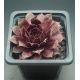 Sempervivum NORAM