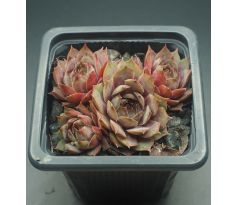 Sempervivum NORDWIND