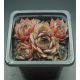 Sempervivum NORDWIND