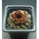 Sempervivum NOVALIS