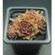 Sempervivum NOWLEE