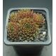 Sempervivum ORANGE MINI