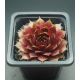 Sempervivum ORESTES
