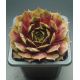 Sempervivum ORION