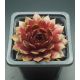 Sempervivum ORMATE