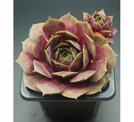 Sempervivum ORSOLA
