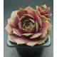 Sempervivum ORSOLA