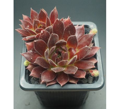 Sempervivum PACIFIC SEXY