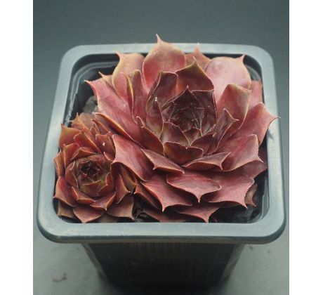 Sempervivum DOLO