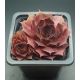 Sempervivum DOLO