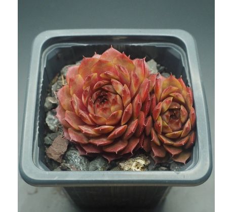 Sempervivum PATRICIAN
