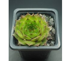 Sempervivum PISTACHIO