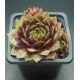 Sempervivum PRIM AND PROPER