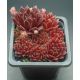 Sempervivum PURPURKRANZ