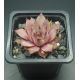 Sempervivum ROTSCHWÄNZCHEN