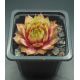 Sempervivum RUBENS