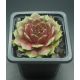 Sempervivum GRÜNSCHNABEL
