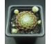 Sempervivum SNOW BALL