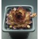 Sempervivum LOVELY ROSET