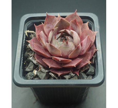 Sempervivum SUPERB BLUE