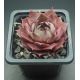 Sempervivum SUPERB BLUE