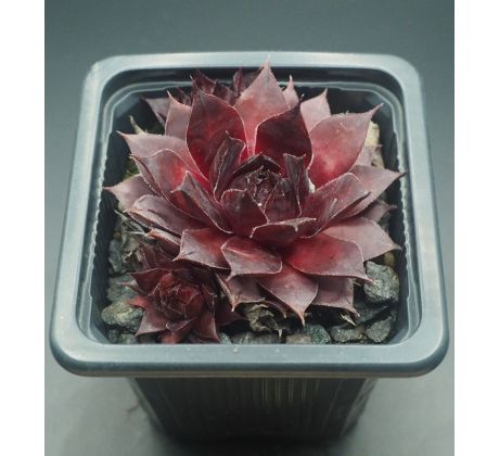 Sempervivum SWEET SCHERRY