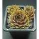 Sempervivum VOSSA NOVA