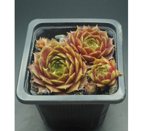 Sempervivum TINA`S FAVORIT