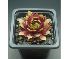 Sempervivum TOHUWABOHU