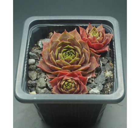 Sempervivum TONIA
