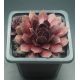 Sempervivum VELVET BLUSH