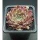 Sempervivum WHISPERS