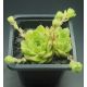 Sempervivum WHITNEY