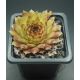 Sempervivum WIESA