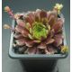 Sempervivum WINTERLEUCHTEN