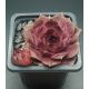Sempervivum WOK