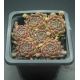 Sempervivum WOLLKNOPF