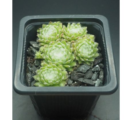 Sempervivum WOLLLAUS