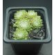 Sempervivum WOLLLAUS