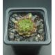 Sempervivum WONNEPROPPEN