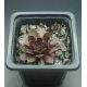 Sempervivum WÜSTENLACK