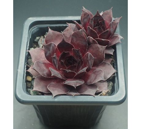 Sempervivum XAVERIA