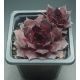 Sempervivum XAVERIA