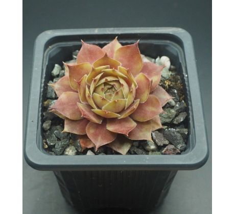 Sempervivum ZWIELICHT