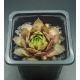 Sempervivum CHRISTMAS TIME