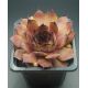 Sempervivum CHOCTAW