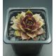 Sempervivum NIGHT RAVEN