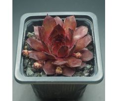 Sempervivum VOLKMAR SCHARA