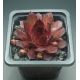 Sempervivum VOLKMAR SCHARA