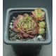Sempervivum CHRISTIE